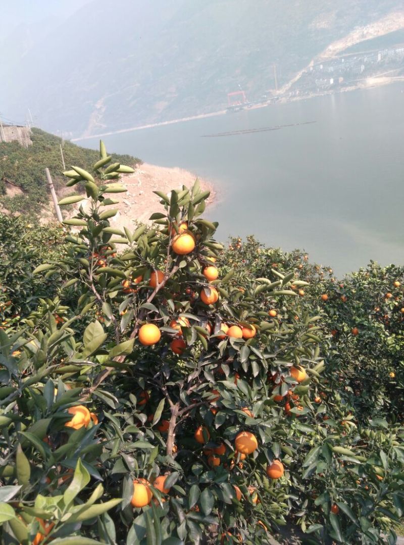 秭归脐橙自产自销，一手货源。诚信经营，以质量求生存服务
