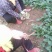 名门菠菜
