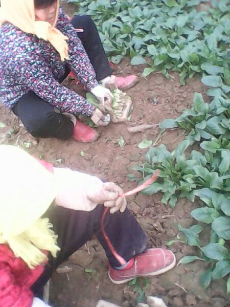 名门菠菜