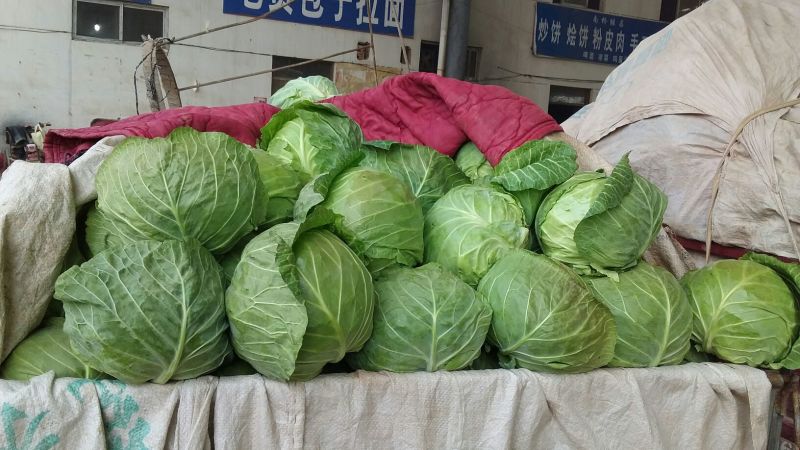 绿甘蓝1~2公斤本地长年供应各种蔬菜