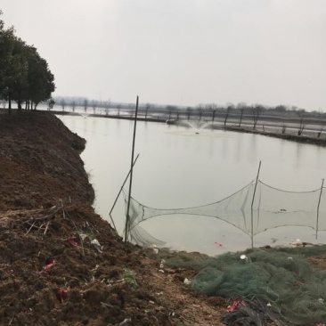 白鲢鱼