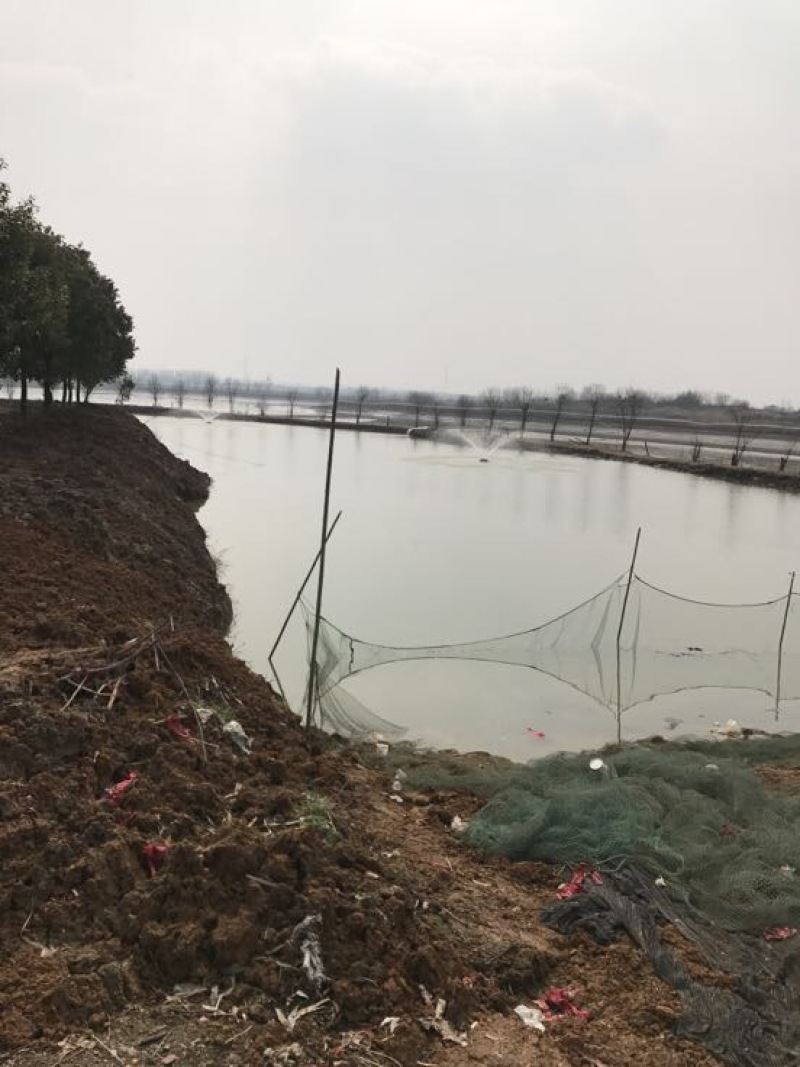 白鲢鱼