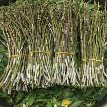 铁皮石斛鲜条雁荡山原产地