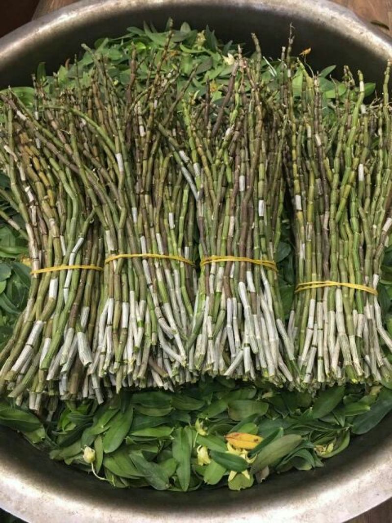 铁皮石斛鲜条雁荡山原产地