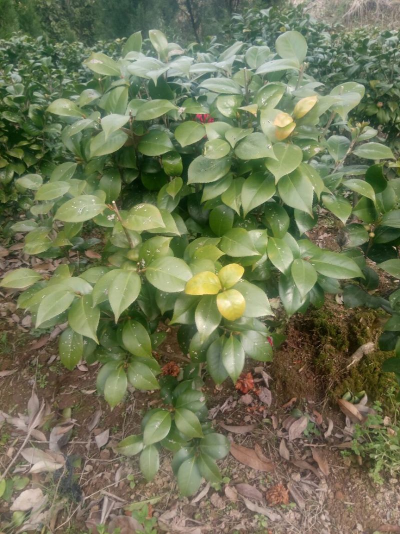 茶花50~80cm