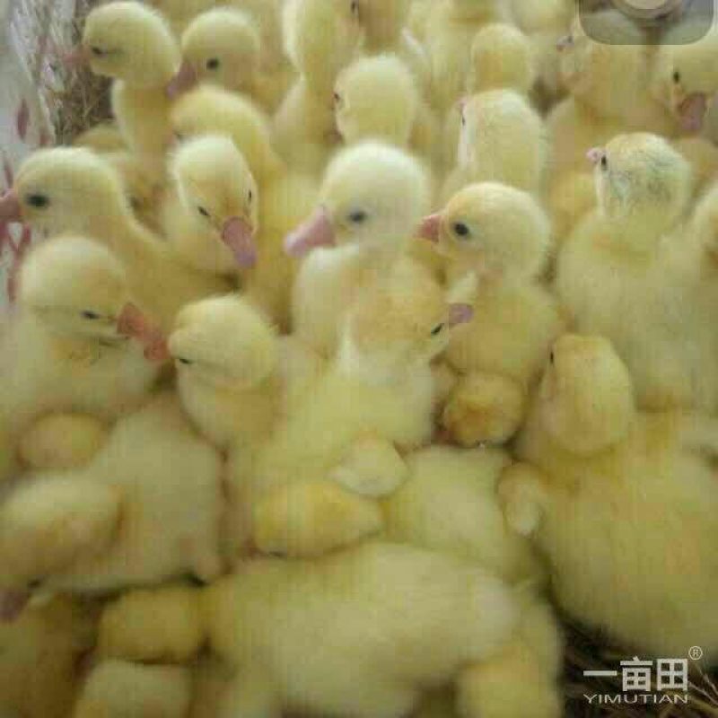 皖西白鹅鹅苗250g