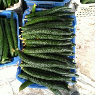 黄瓜即将大量上市产地一手货源全国发货欢迎咨询