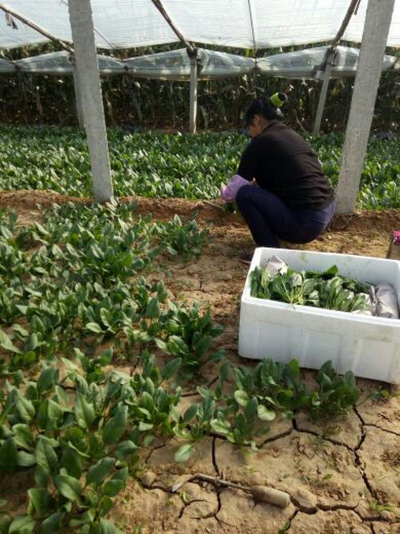越冬菠菜15~20厘米