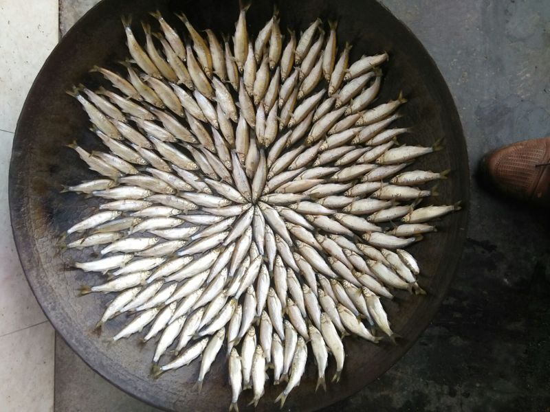 鱼干烤鱼干