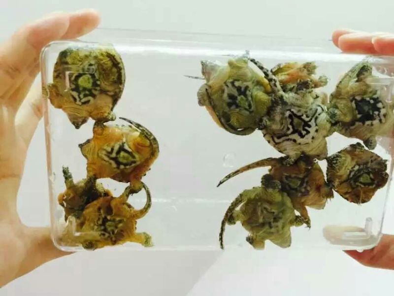 鳖