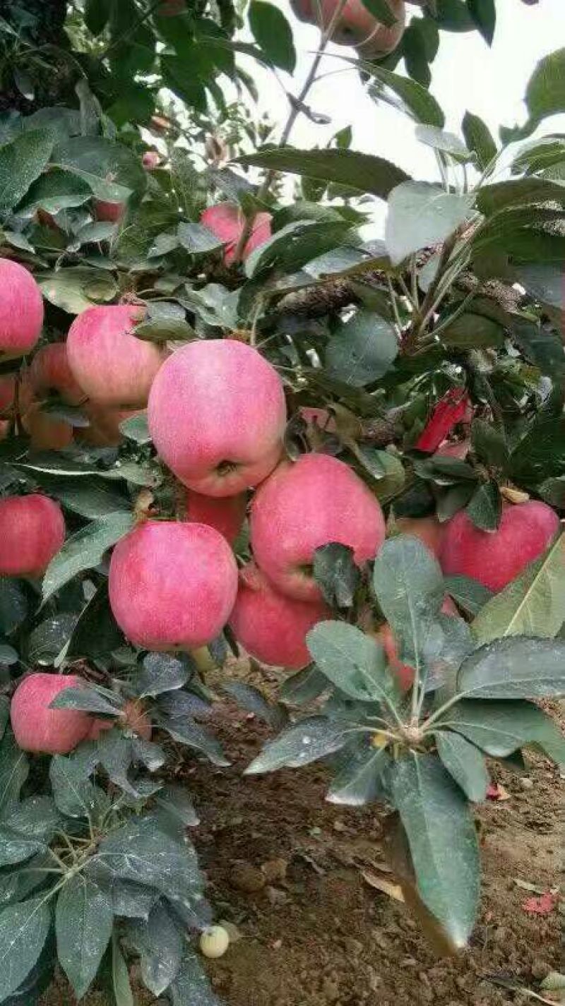 【荐】红星苹果批发基地山东苹果产地直销量大货好价格低
