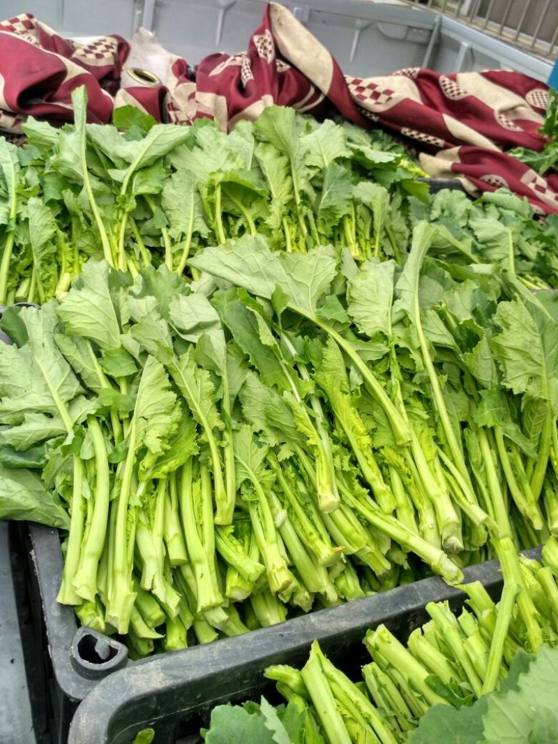 油菜苔15~20厘米