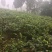 核桃树