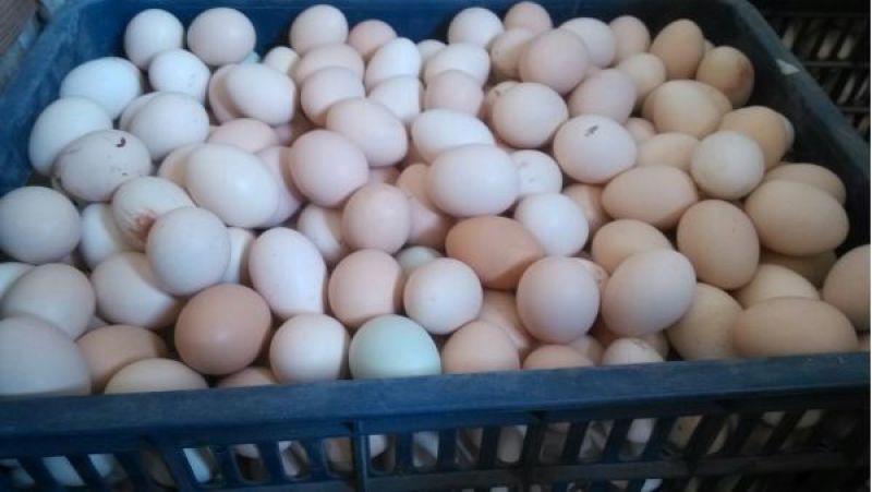 土鸡蛋食用50g以下