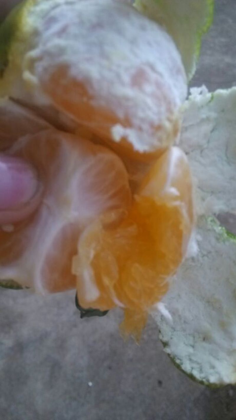 广西特早蜜橘5.0~8.0cm特早