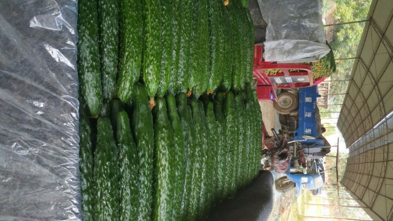 春秋黄瓜25公分以上干花带刺