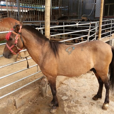 矮马200~300kg