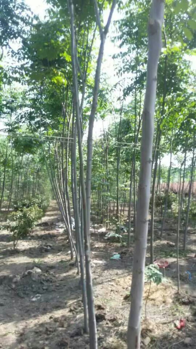 黄山栾树4~6cm4~6cm6~8cm8~10cm
