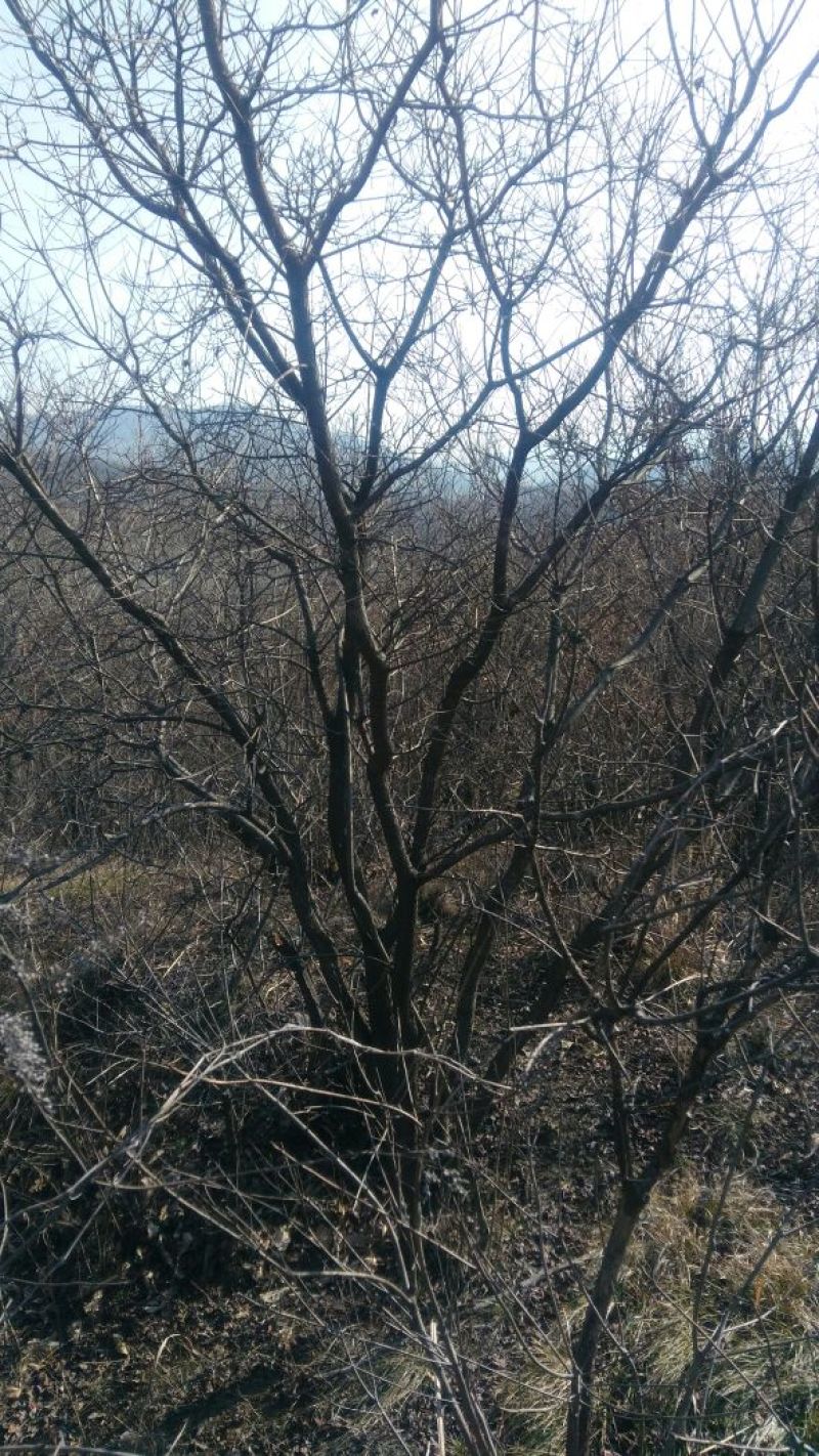 黄栌6~8cm3~3.5m