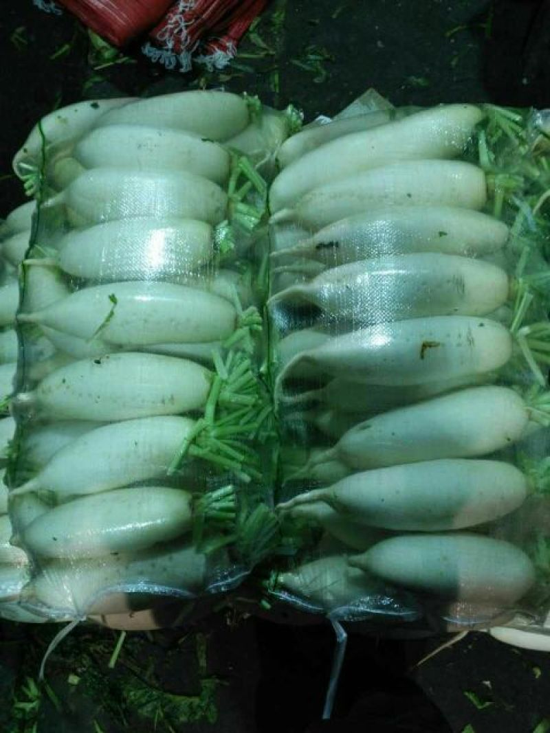 白萝卜1~1.5斤起