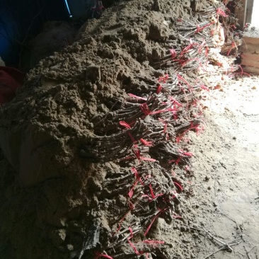 户太八号葡萄苗1年30~50cm