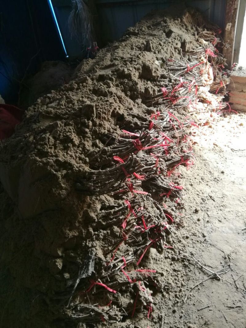 户太八号葡萄苗1年30~50cm