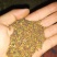 压榨菜籽油