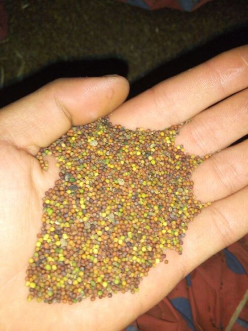 压榨菜籽油