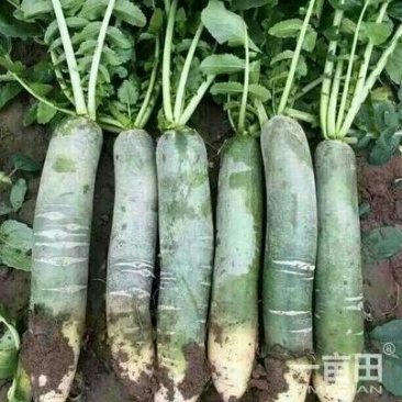 潍县青萝卜1~1.5斤起
