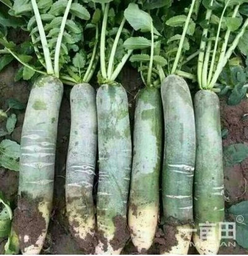 潍县青萝卜1~1.5斤起