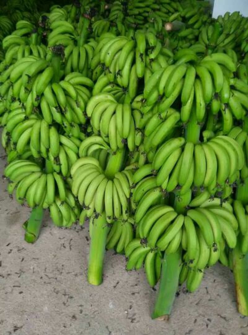 威廉斯香蕉八成熟