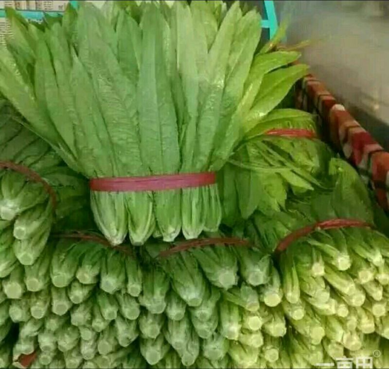 油麦菜产地供应大量现货四季有货，冷库包装齐全
