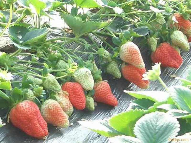 草莓苗20~30cm
