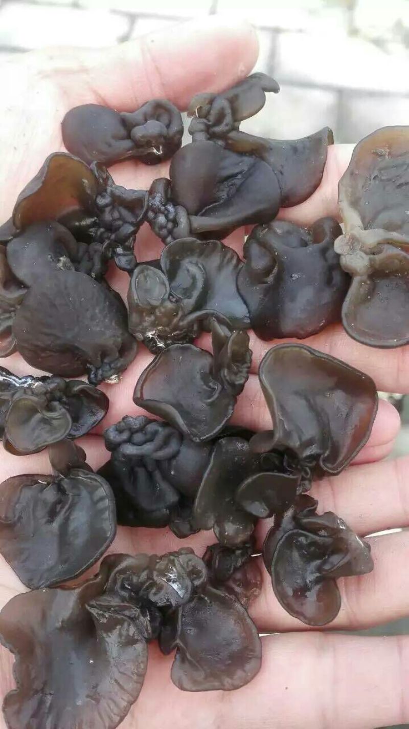 木耳特级