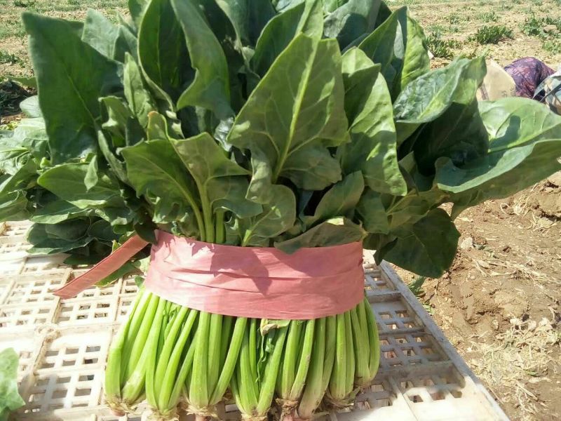 大叶菠菜20~25厘米