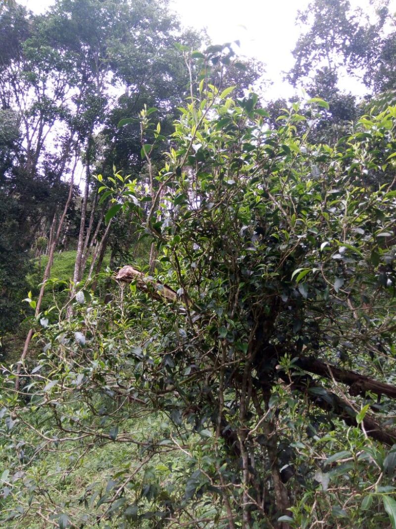 黑茶