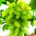 葡萄苗占地葡萄苗大葡萄苗葡萄苗大树葡萄苗批发基地