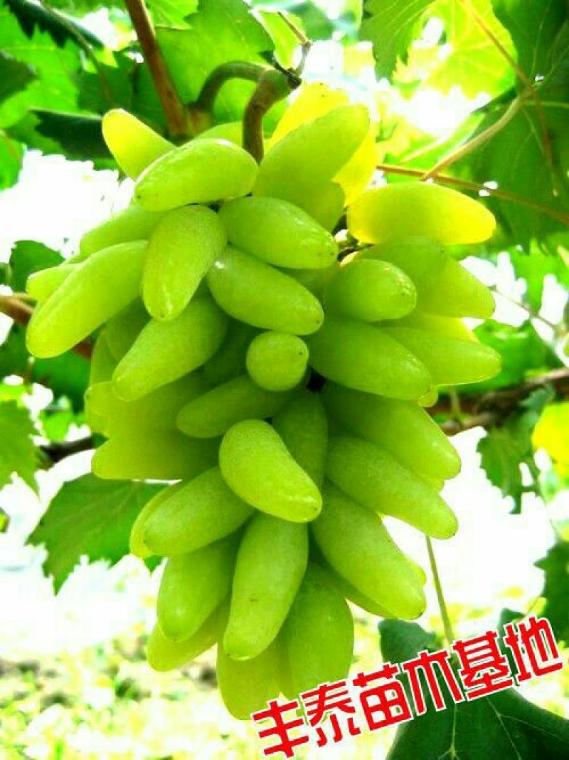 葡萄苗占地葡萄苗大葡萄苗葡萄苗大树葡萄苗批发基地