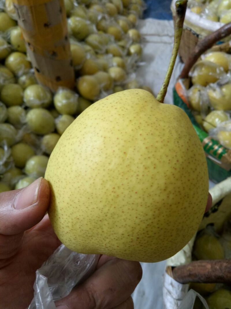 长把梨150~200g膜袋