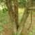 红豆杉树桩25~30cm