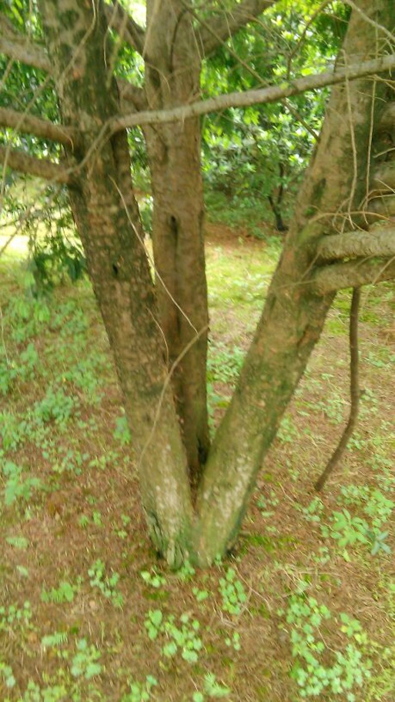 红豆杉树桩25~30cm