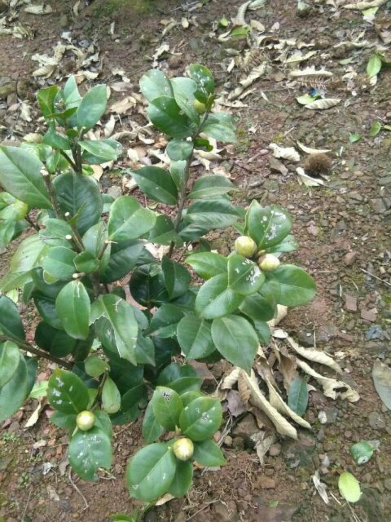 七芯茶花