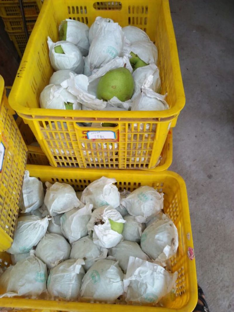 金花梨200~250g筐装