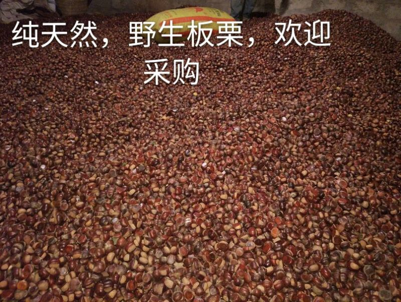 板栗炒栗种小粒