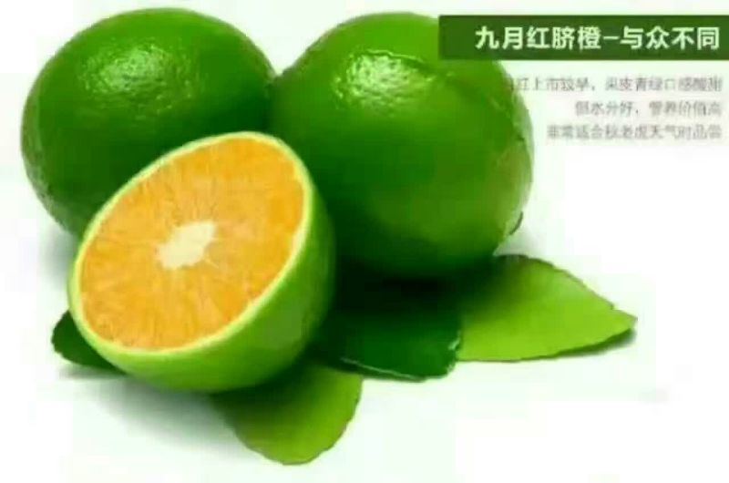秭归脐橙九月红果冻橙