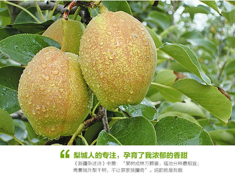 库尔勒香梨