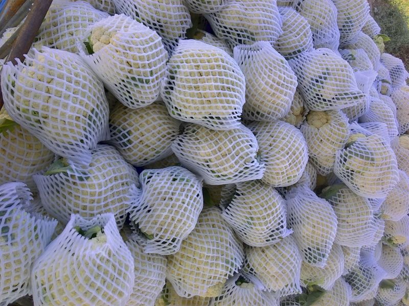 白花菜花1斤适中乳白