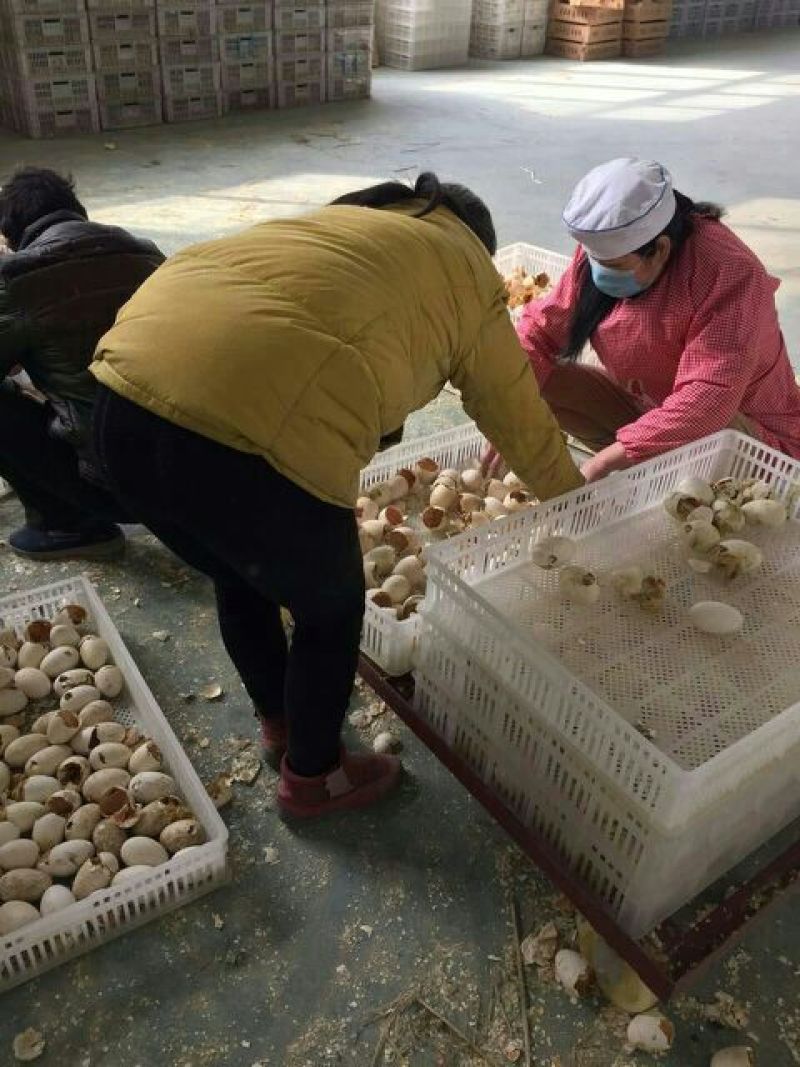 鹅苗250g以下