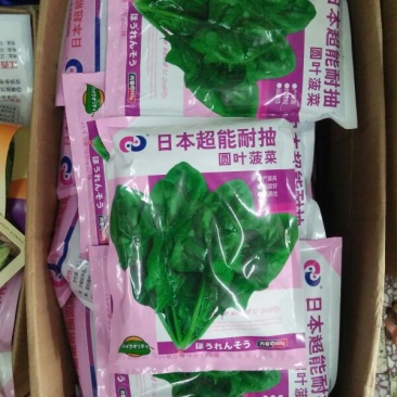 菠菜35~40厘米