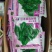 菠菜35~40厘米